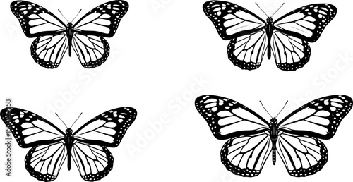 Isolated monarch butterfly with orange and black wings, a beautiful insect of nature
