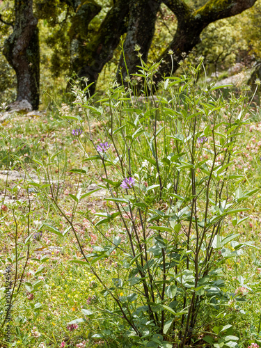 Arabian pea (Bituminaria bituminosa) with thin branched stems bearing trifoliate leaves with lanceolate leaflets and lilac flowers on a peduncle surronded by bracts