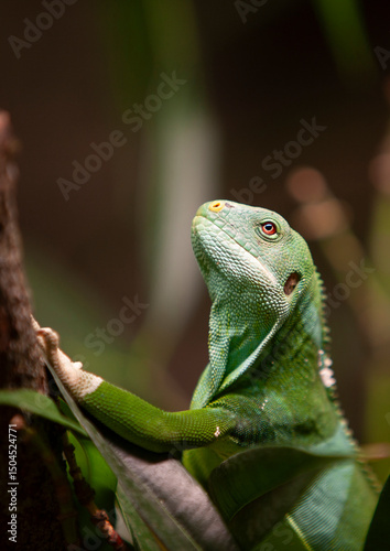 Fiji banded iguana (Brachylophus fasciatus)