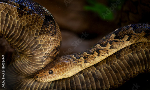 A Cuban boa,  cuban smooth lipped boa, cuban  tree boa   (Chilabothrus angulifer) photo
