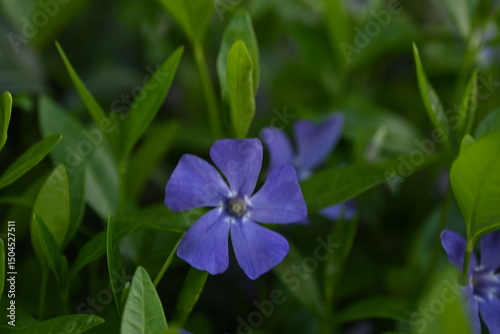 green periwinkle leaf texture as background, blue periwinkle flowers on green background	
