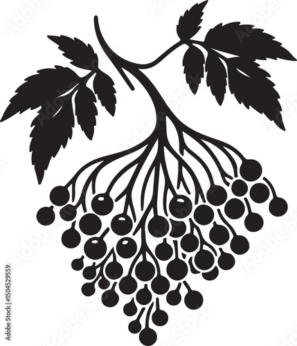 Elderberry Fruit Black Silhouette Vector, Botanical Berry Clipart & Herbal Design