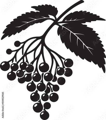 Elderberry Fruit Black Silhouette Vector, Botanical Berry Clipart & Herbal Design