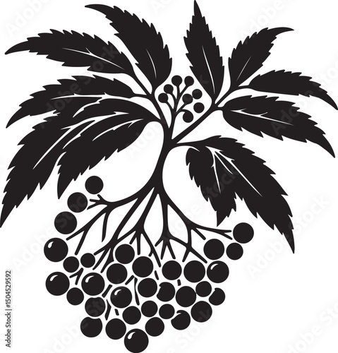 Elderberry Fruit Black Silhouette Vector, Botanical Berry Clipart & Herbal Design