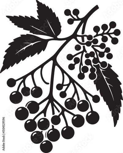 Elderberry Fruit Black Silhouette Vector, Botanical Berry Clipart & Herbal Design