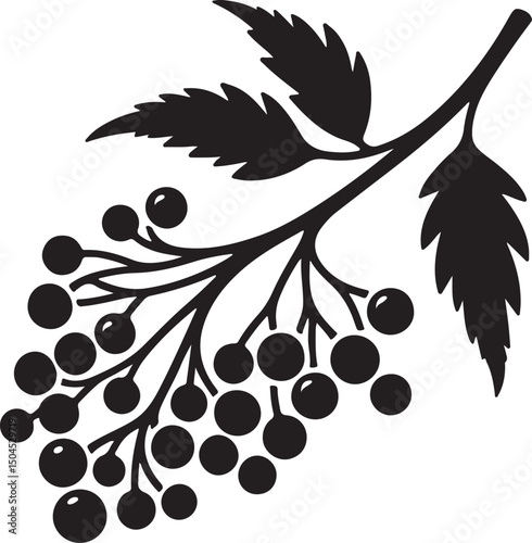 Elderberry Fruit Black Silhouette Vector, Botanical Berry Clipart & Herbal Design