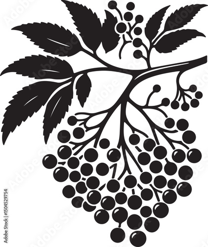 Elderberry Fruit Black Silhouette Vector, Botanical Berry Clipart & Herbal Design