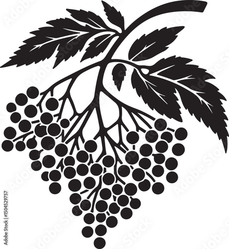 Elderberry Fruit Black Silhouette Vector, Botanical Berry Clipart & Herbal Design