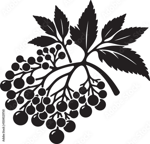 Elderberry Fruit Black Silhouette Vector, Botanical Berry Clipart & Herbal Design