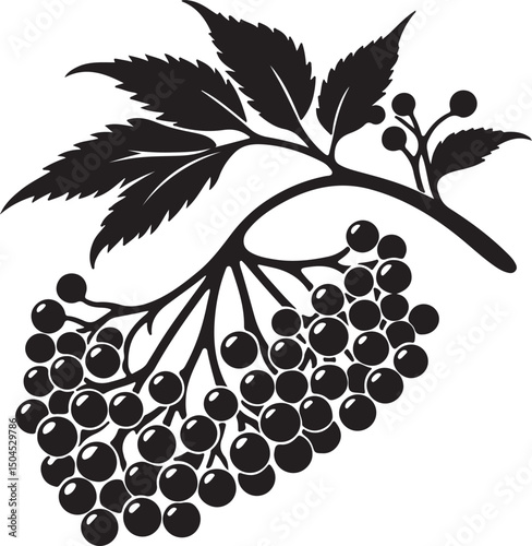 Elderberry Fruit Black Silhouette Vector, Botanical Berry Clipart & Herbal Design