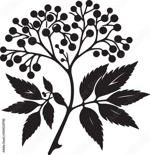 Elderberry Fruit Black Silhouette Vector, Botanical Berry Clipart & Herbal Design