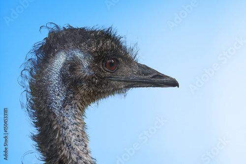 Profile of an emu with black feathers and brown eye