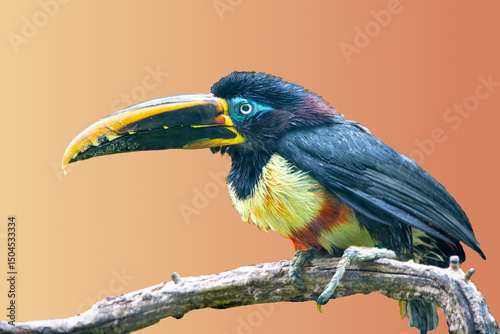 Close up of a colorful Black-necked aracari