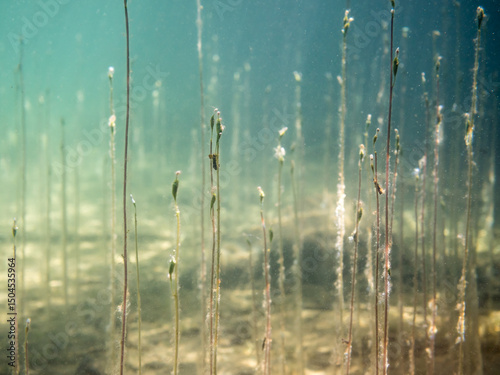 Stems of water lobelia growing towards water surface