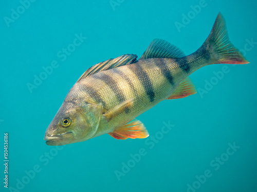 Close-up shot of European perch