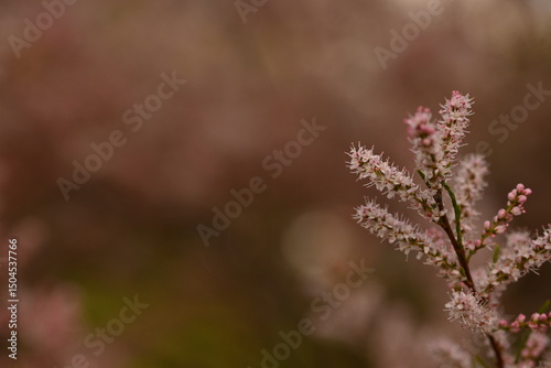 Fluffy pink flowers of Tamarix plant in full bloom. Delicate feathery blossoms captured with shallow depth of field, creating a dreamy and soft botanical background. Ideal for spring nature themes, fl