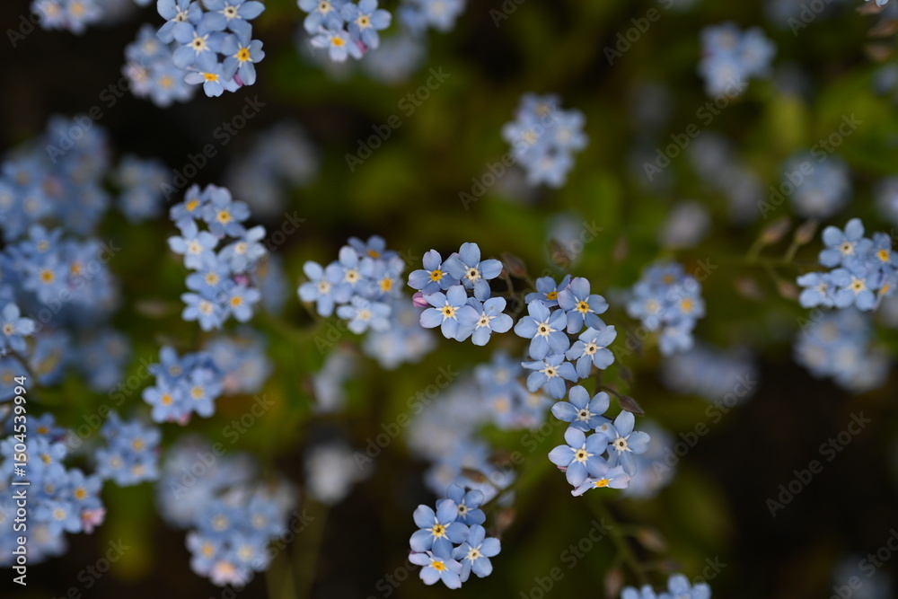 Obraz premium blue forget-me-not flowers, sky color flowers on a green background, evening summer evening, close-up flowers on a blurred background, natural development, photo for inspiration