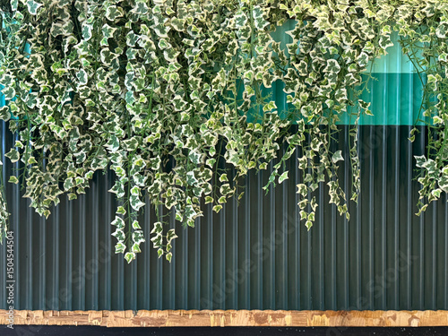 Series of tendrils and vines creeping down on a green and black fluted wall panel. Cascading ivy leaves or ivy vines down the striped fluted wall. Beauty of nature and design. 