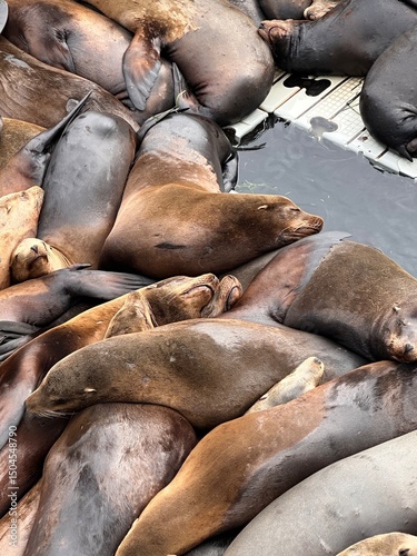 california sea lions