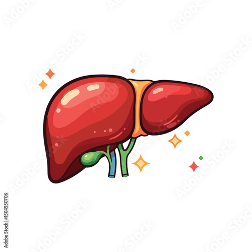 liver drawing illustration
