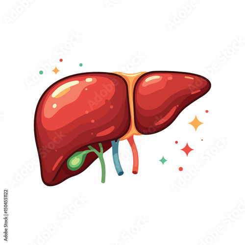 liver drawing illustration