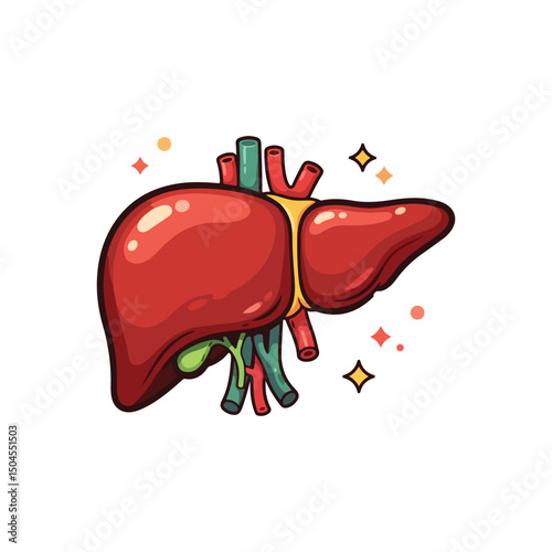 liver drawing illustration