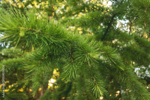 A branch and needles of Siberian (Larix sibirica) larch in close-up