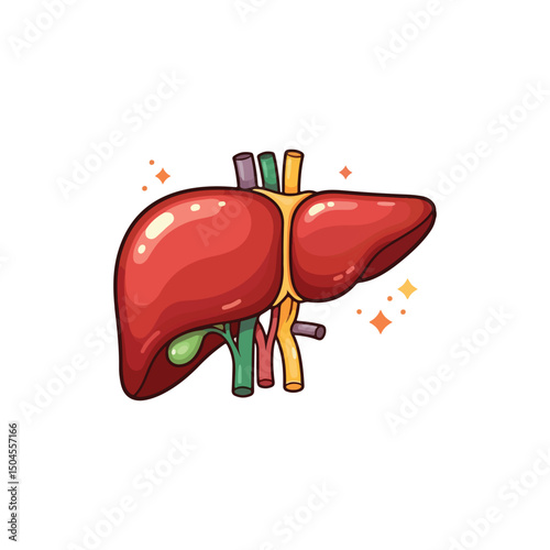 liver drawing illustration