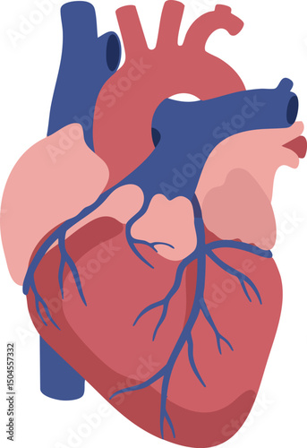 Human heart anatomy illustration with veins and arteries in red and blue colors vector design 