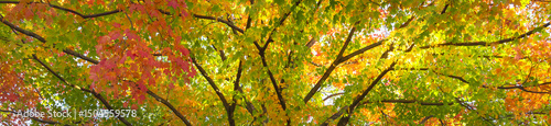 Horizontal banner of a spectacular fall landscape with towering maple tree - glorious reds, yellows and orange leaves brightening up a crisp autumn day .