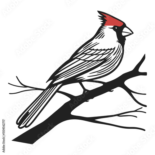 Cardinal Outline Drawing Vector Illustration
