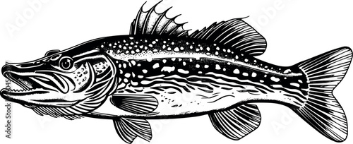 Pike fish engraving in antique style isolated on white