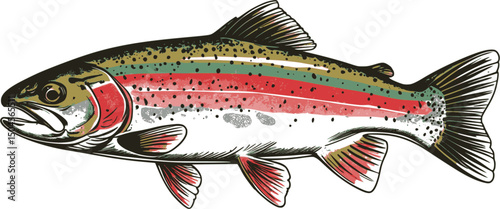 Rainbow trout in hand-engraved vintage line style on white