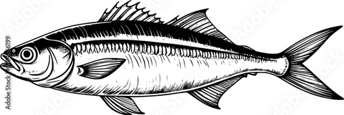 Vintage anchovy illustration in engraving style on white background
