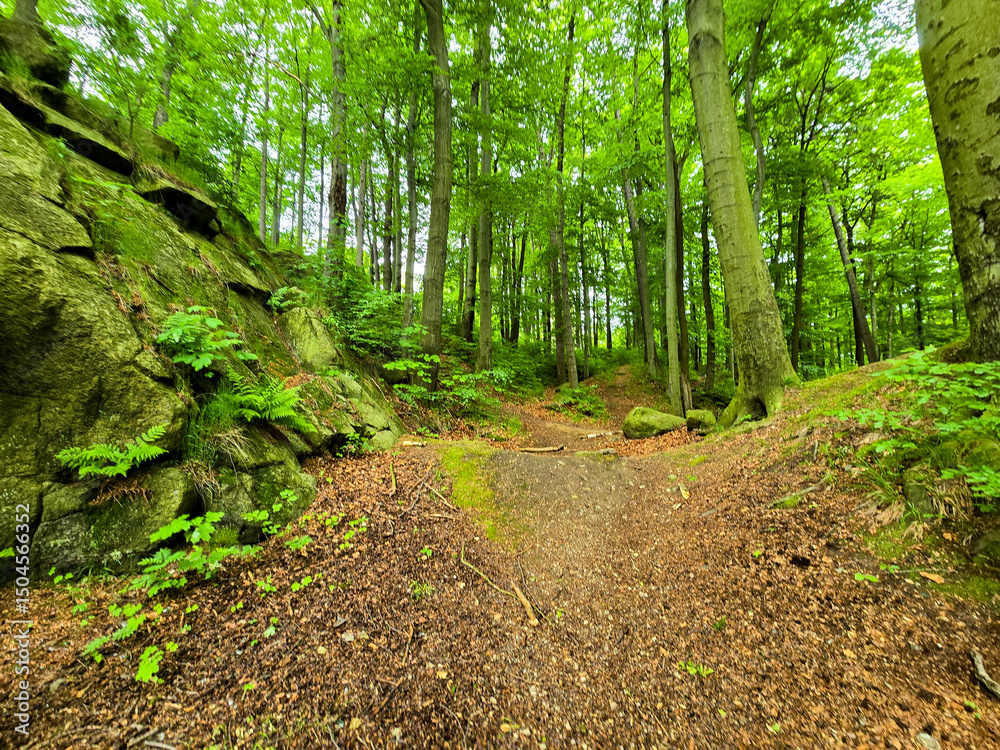 Fototapeta premium Forest Gaze forest landscape nature