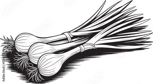 Black and white illustration of a bunch of fresh green onions tied together, showcasing their long green stalks and small bulbs