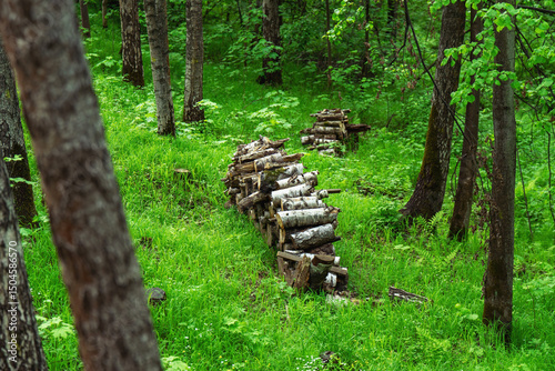 Neatly cut and stacked firewood logs from forest deadwood, arranged in orderly rows for drying or storage