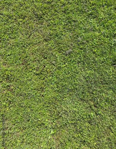 Grass texture for backgrounf
