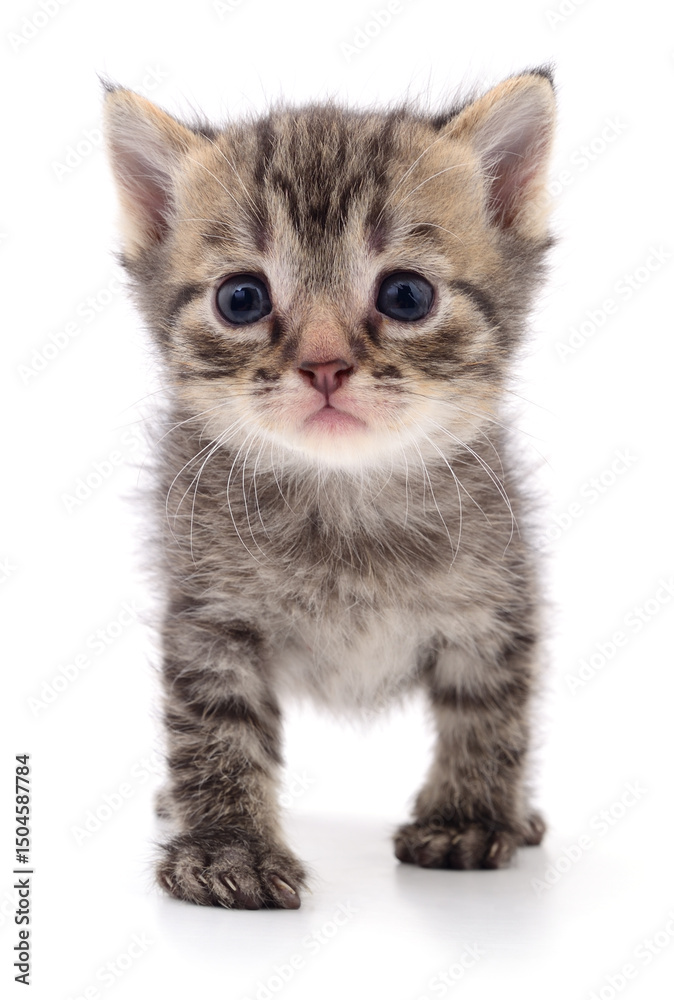 Obraz premium Kitten on white background.