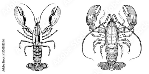 Detailed icon set of lobsters featuring two distinct illustrations showcasing anatomical features and unique characteristics