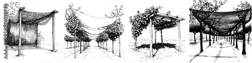 Collection of decorative shade structures in a vineyard setting showcasing various designs among lush grapevines
