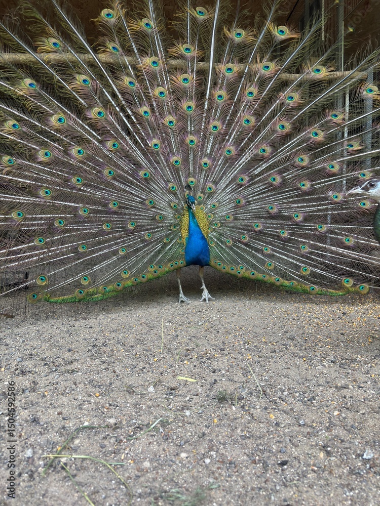 Obraz premium A vibrant male peacock stands on sandy ground with its iridescent tail feathers fully fanned out in a dazzling display