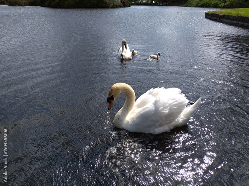 swans on the lake