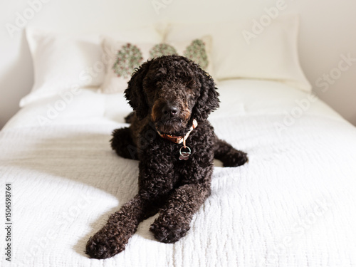 Frontal view of cute dark brown standard poodle looking intently while lying down on bed with pale cream comforter, Quebec City, Quebec, Canada