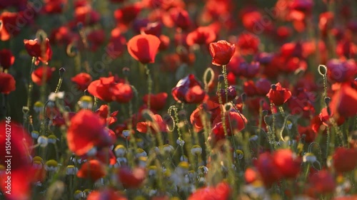 Field of red poppies at sunset. Meadow covered with red poppies at sunset. Close-up detail of a poppy flower