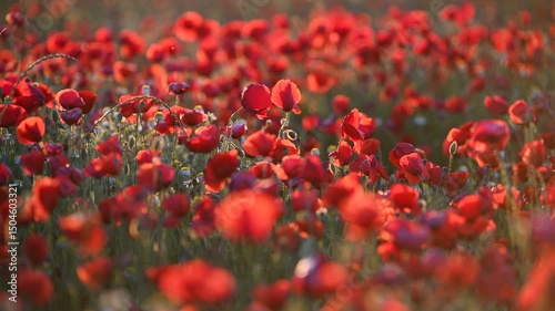 Field of red poppies at sunset. Meadow covered with red poppies at sunset. Close-up detail of a poppy flower