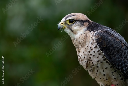 A hybrid of a Gyrfalcon (Falco rusticolus) and a Barbary Falcon (Falco peregrinus pelegrinoides).
