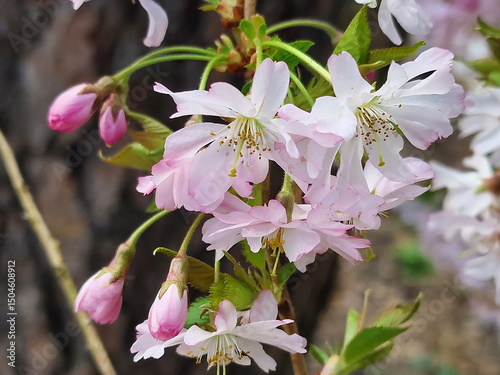 Fototapeta Blossom of a winter-flowering cherry, Prunus x subhirtella