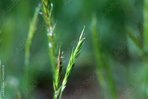 Sweet vernal grass, Anthoxanthum odoratum