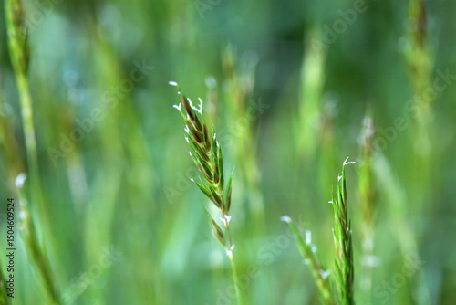 Sweet vernal grass, Anthoxanthum odoratum